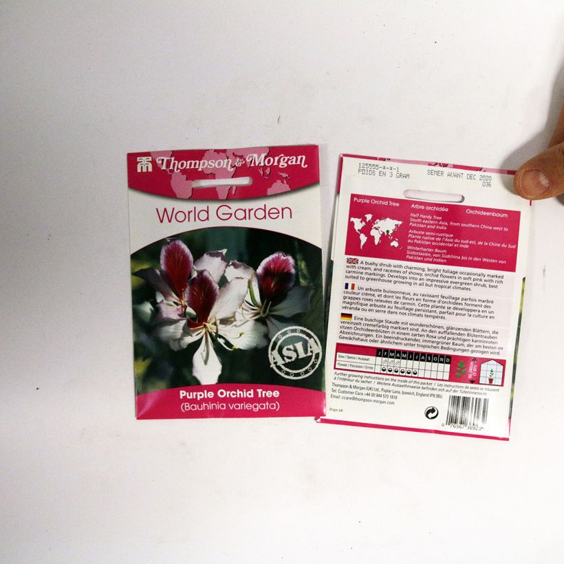 Example of Bauhinia variegata - Albero delle orchidee sacchetto di 5 semi circa as you get