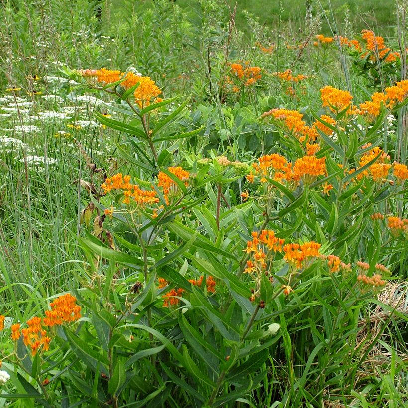 Asclepias tuberosa (semi) (Porto)