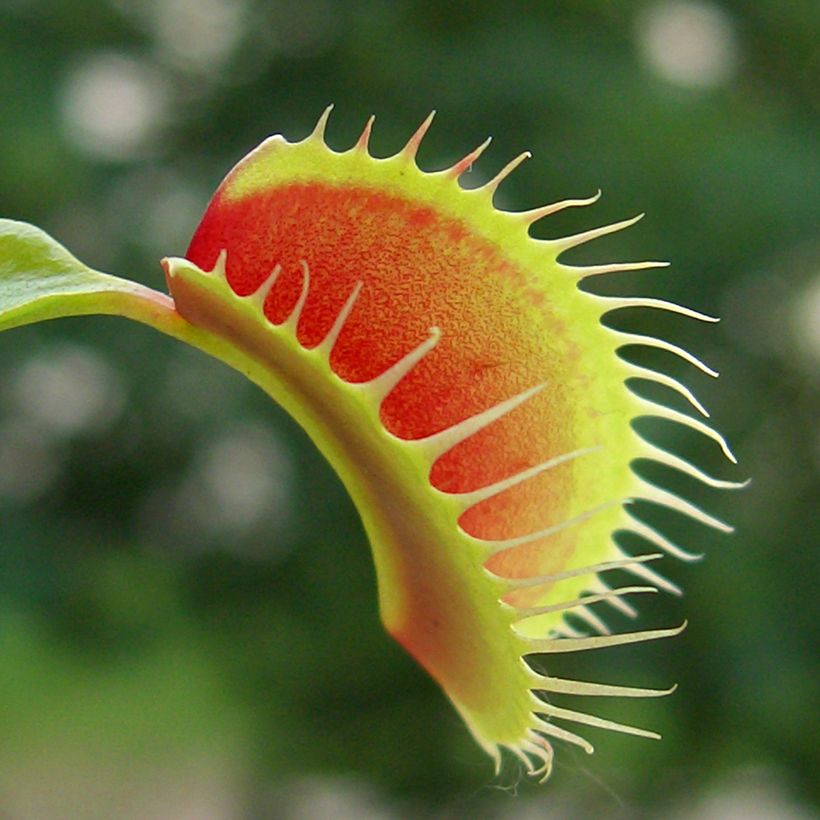 Venere acchiappamosche (semi) - Dionaea muscipula (Fogliame)