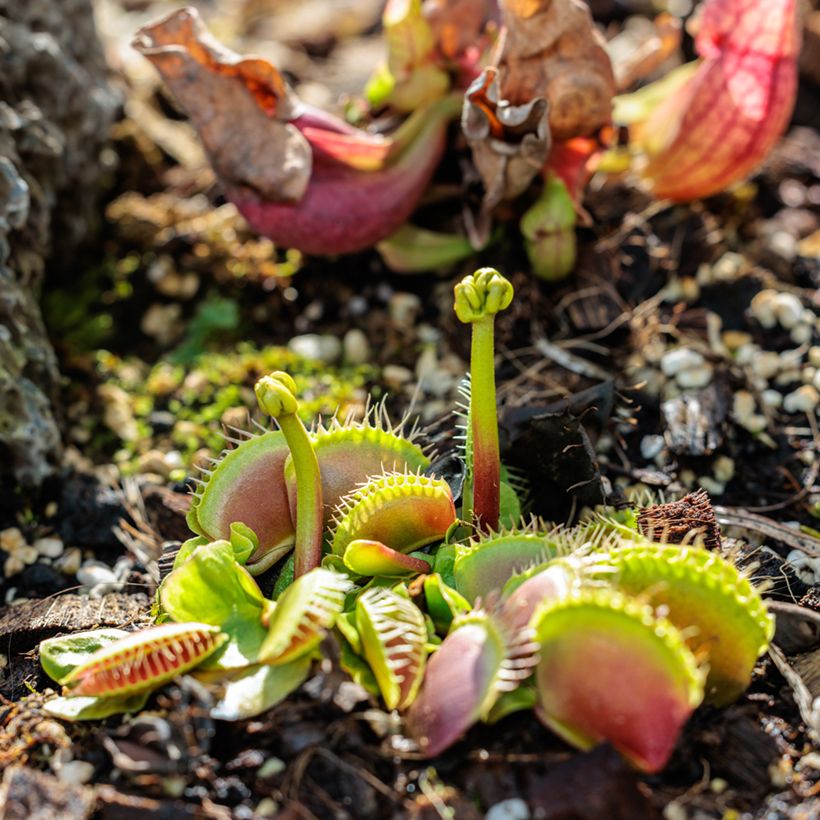Venere acchiappamosche (semi) - Dionaea muscipula (Porto)