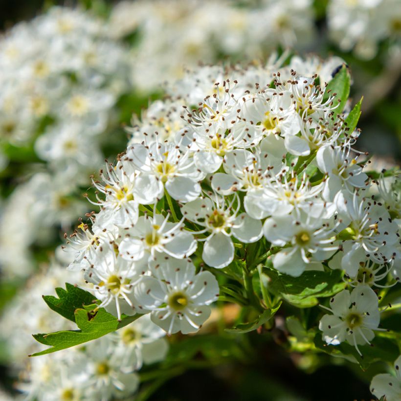 Crataegus monogyna - Biancospino comune (semi) (Flowering)