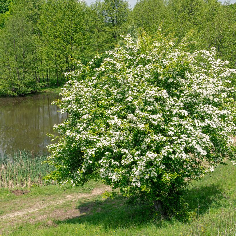 Crataegus monogyna - Biancospino comune (semi) (Plant habit)