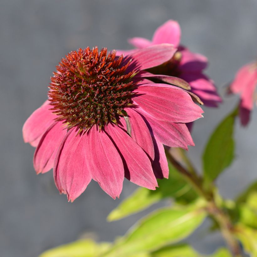 Echinacea purpurea Pow Wow Wild Berry (Flowering)