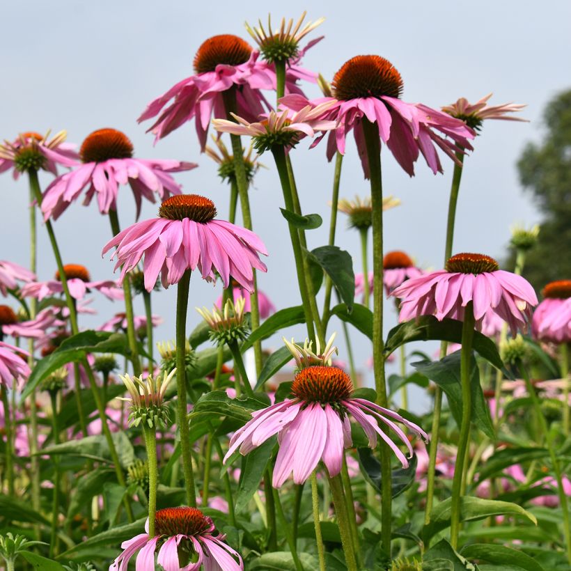 Echinacea purpurea Magnus (semi) (Porto)