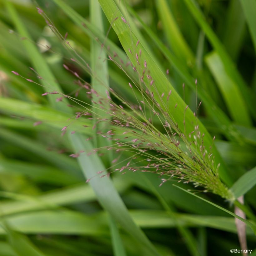 Eragrostis spectabilis Snuggy (semi) (Flowering)