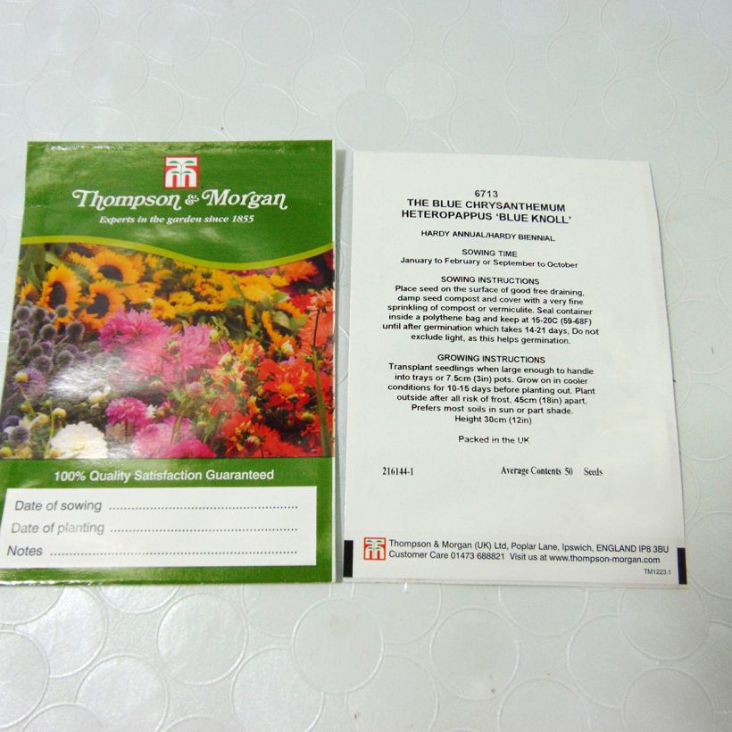 Esempio di esemplare Heteropappus meyendorffii Blue Knoll sacchetto di 50 semi circa come consegnato