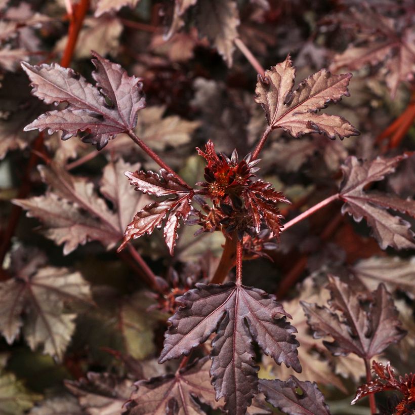 Hibiscus acetosela Mahogany Splendor (semi) - Ibisco rosso (Fogliame)