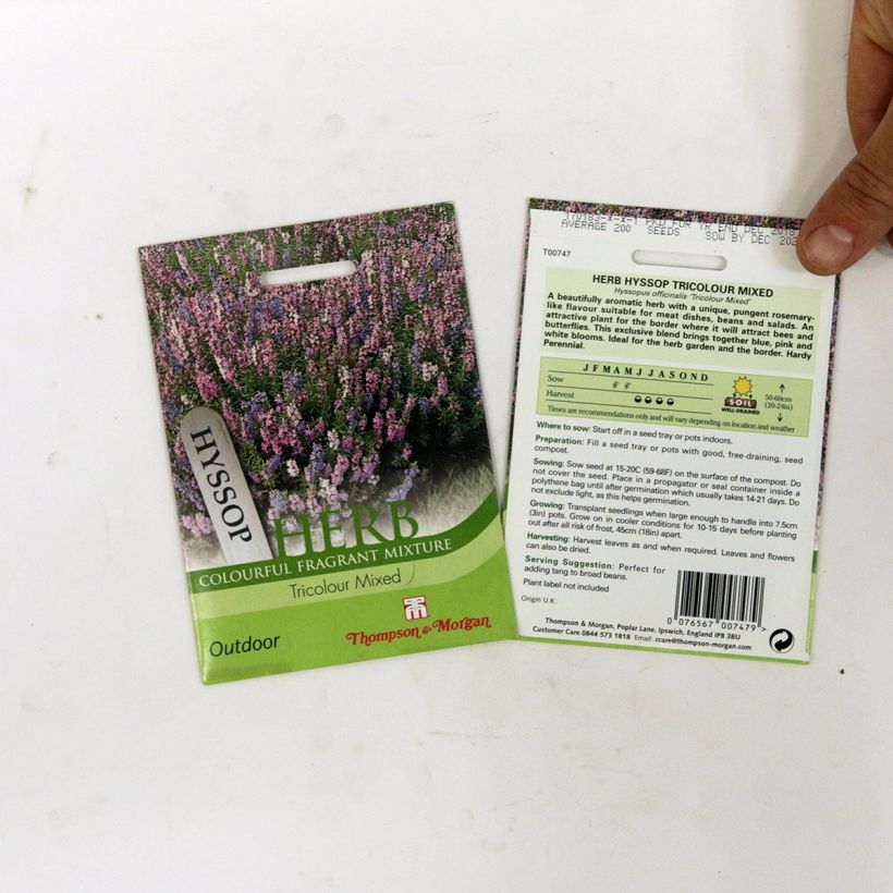 Esempio di esemplare Hyssopus officinalis Tricolour Mixed - Issopo sacchetto di 200 semi circa come consegnato