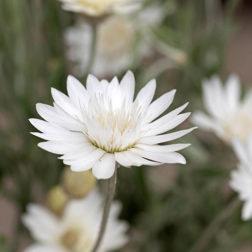 Xeranthemum Superbissimum Album (semi) (Fioritura)