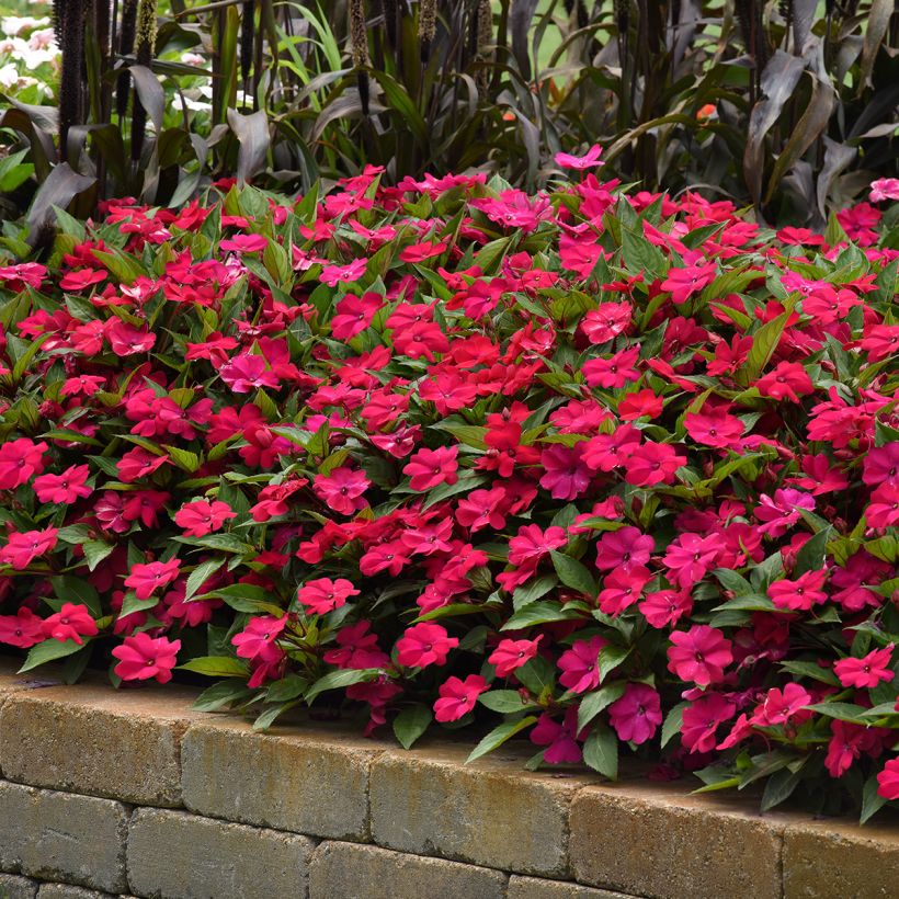 Impatiens Solarscape Magenta Bliss (semi) - Fiore di vetro (Plant habit)