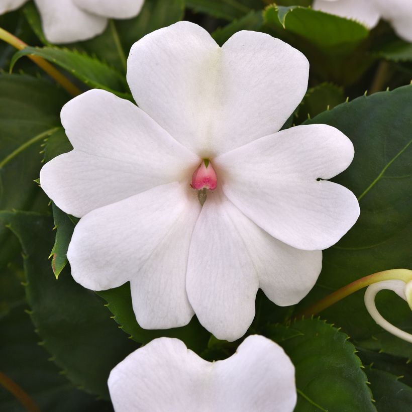 Impatiens Solarscape White Pearl (semi) - Fiore di vetro (Fioritura)