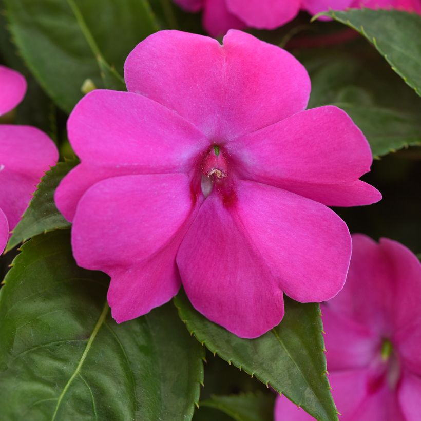 Impatiens Solarscape XL Pink Jewel (semi) - Fiore di vetro (Fioritura)
