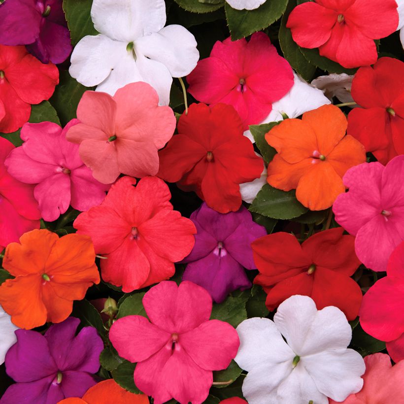 Impatiens walleriana Beacon Mix (semi) (Fioritura)
