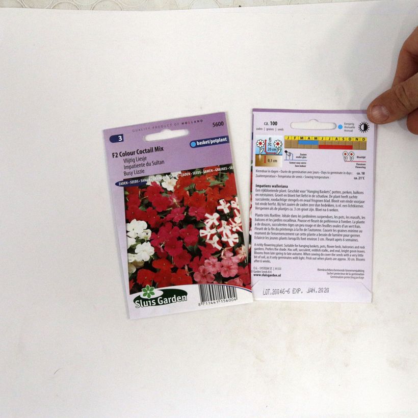 Esempio di esemplare Impatiens walleriana Colour Cocktail Mix - Fiore di vetro sacchetto di 100 semi circa (0,07g) come consegnato