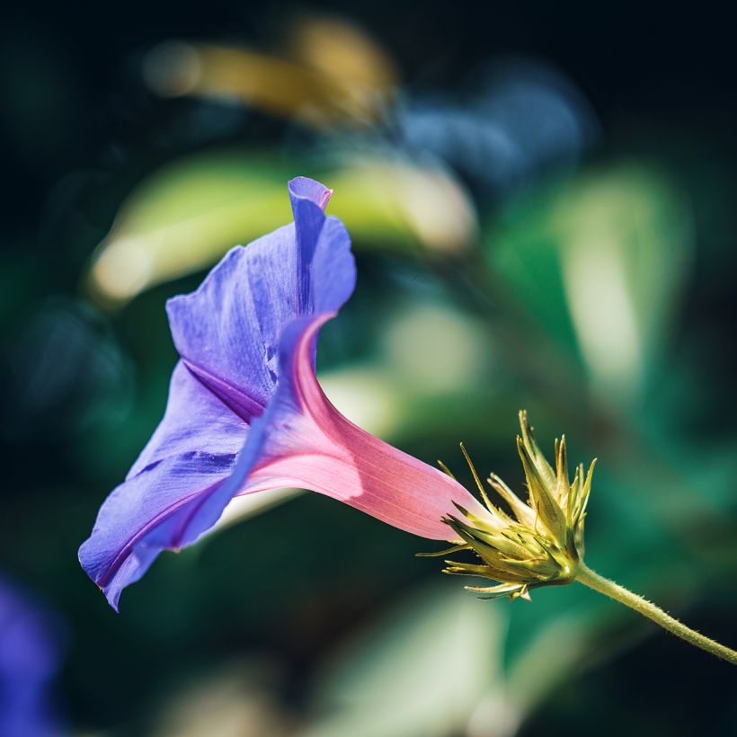 Ipomoea purpurea Grandpa Ott - Campanella turchina (Fioritura)