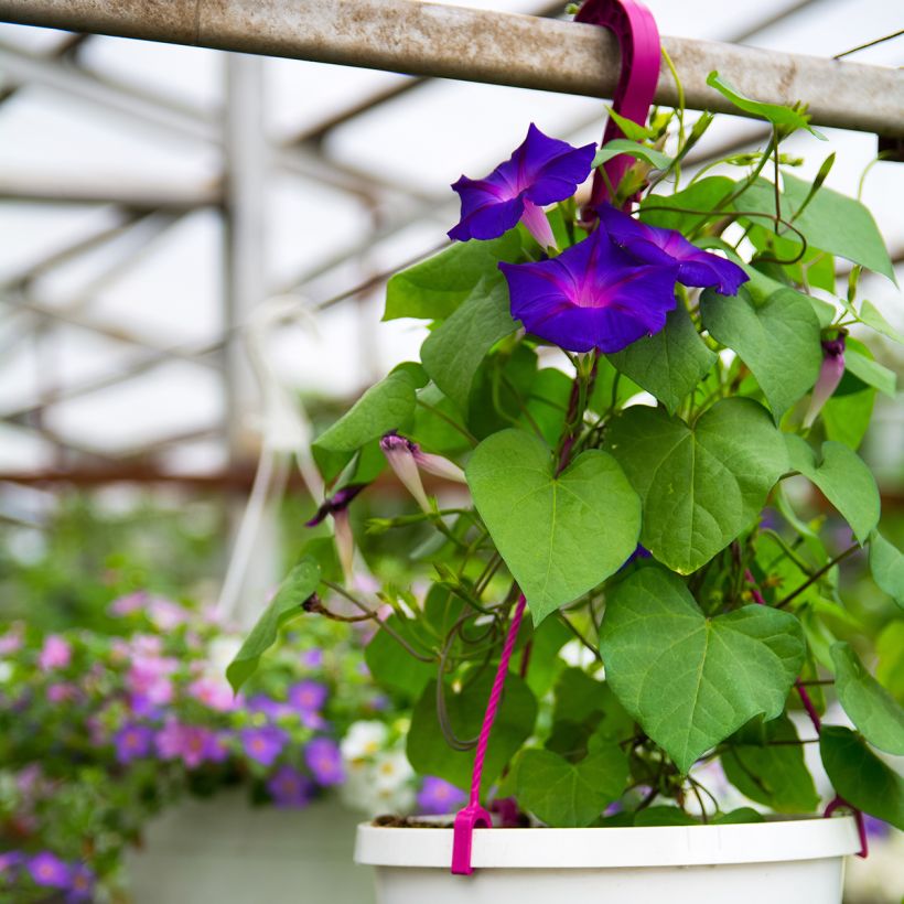 Ipomoea purpurea Grandpa Ott - Campanella turchina (Porto)
