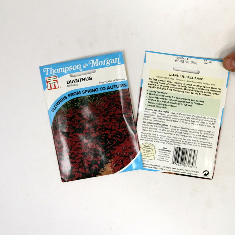Example of Dianthus deltoides Brilliancy - Garofanino minore sacchetto di 400 semi circa as you get