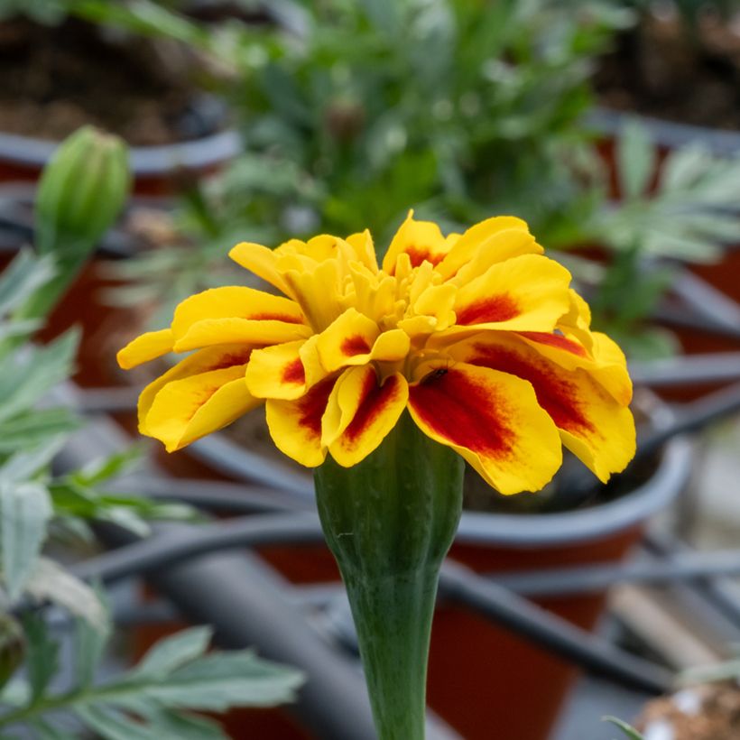 Tagetes patula Durango Bee F1 Hybrid - Tagete (Fioritura)