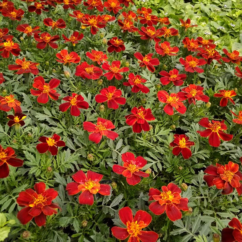 Tagetes patula Durango Red - Tagete (Flowering)
