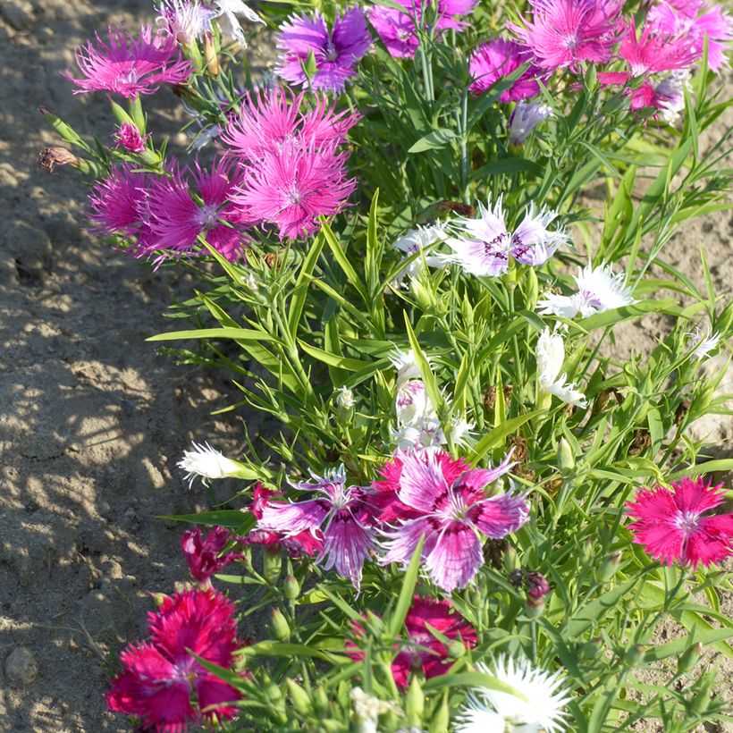 Dianthus superbus Spooky mix (semi) - Garofanino frangiato (Porto)