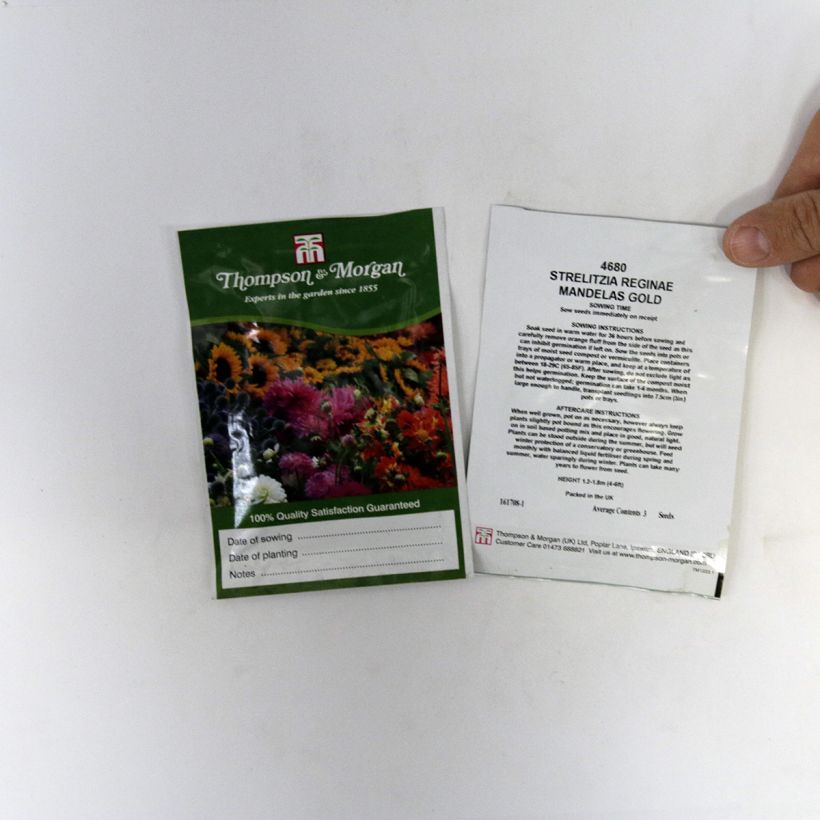 Esempio di esemplare Strelitzia reginae Mandela’s Gold - Ucello del paradisio giallo sacchetto di 3 semi circa come consegnato