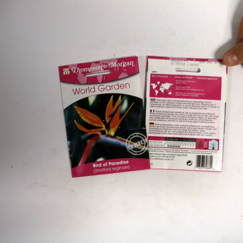 Esempio di esemplare Strelitzia reginae Humilis - Ucello del paradisio nano sacchetto di 4 semi circa come consegnato