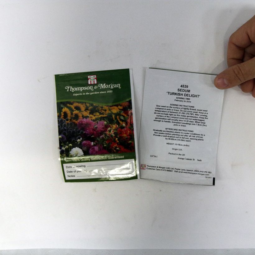 Esempio di esemplare Sedum ussuriense Turkish Delight sacchetto di 50 semi circa come consegnato