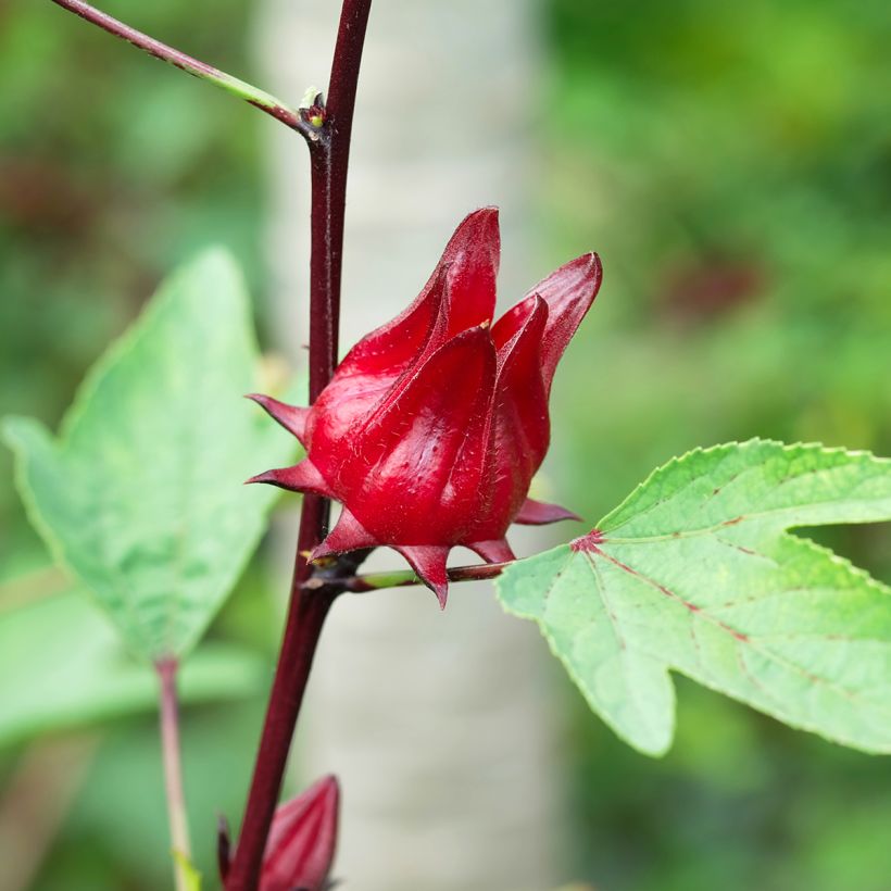 Hibiscus sabdariffa - Karkadè (Harvest)
