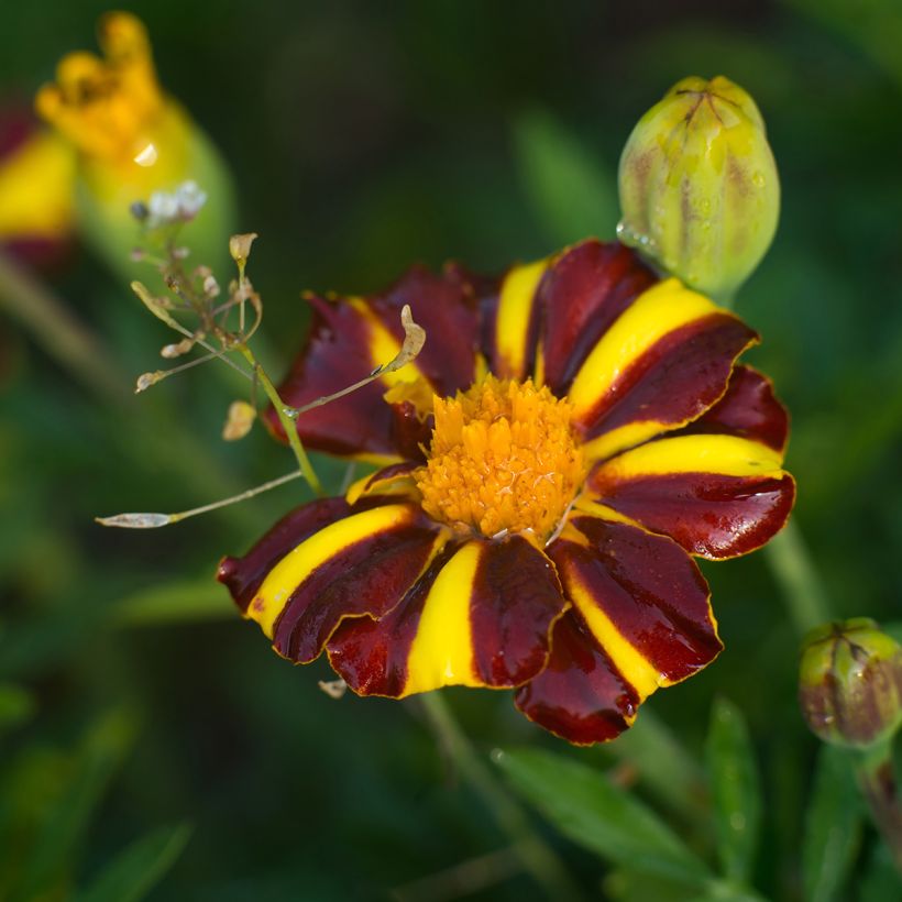 Tagetes patula Grand Arlequin - Tagete (Fioritura)