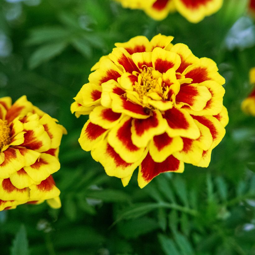 Tagetes patula Mango Tango (semi) - Tagete (Fioritura)