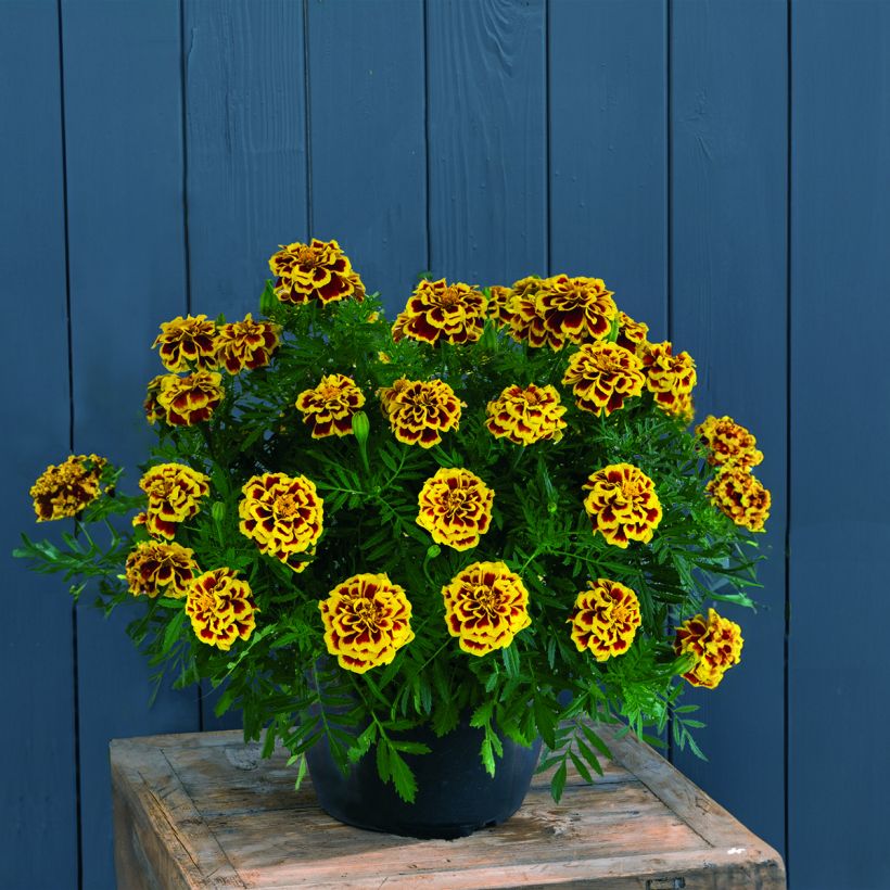 Tagetes patula Mango Tango (semi) - Tagete (Porto)