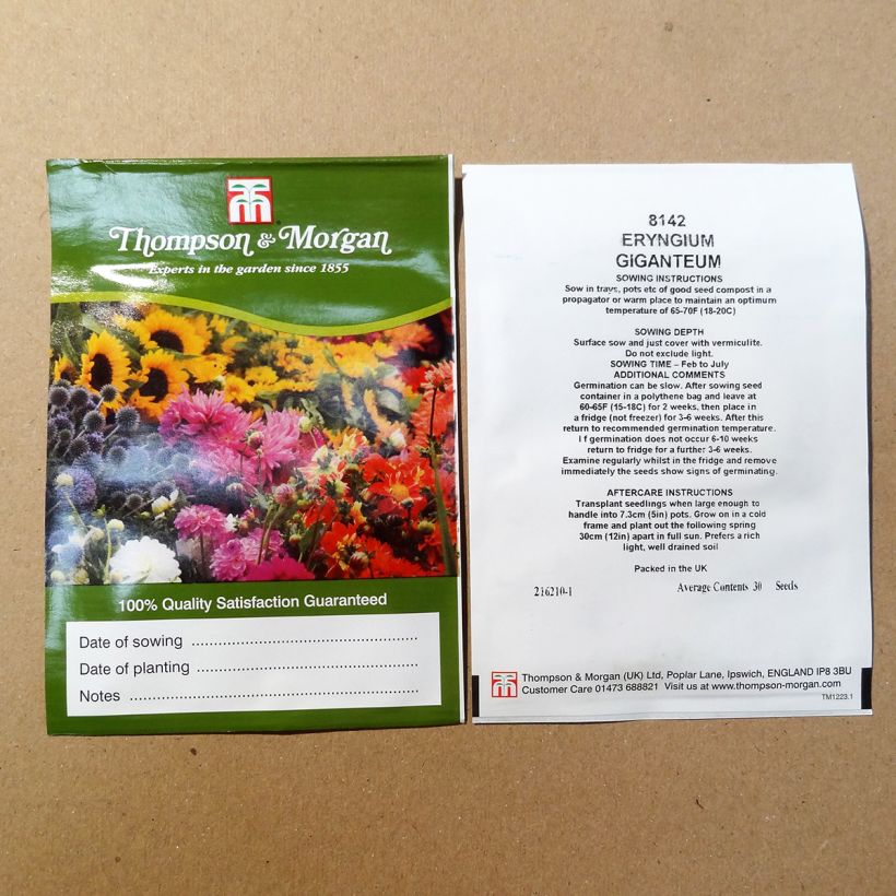 Esempio di esemplare Eryngium giganteum Miss Willmotts Ghost sacchetto di 30 semi circa come consegnato