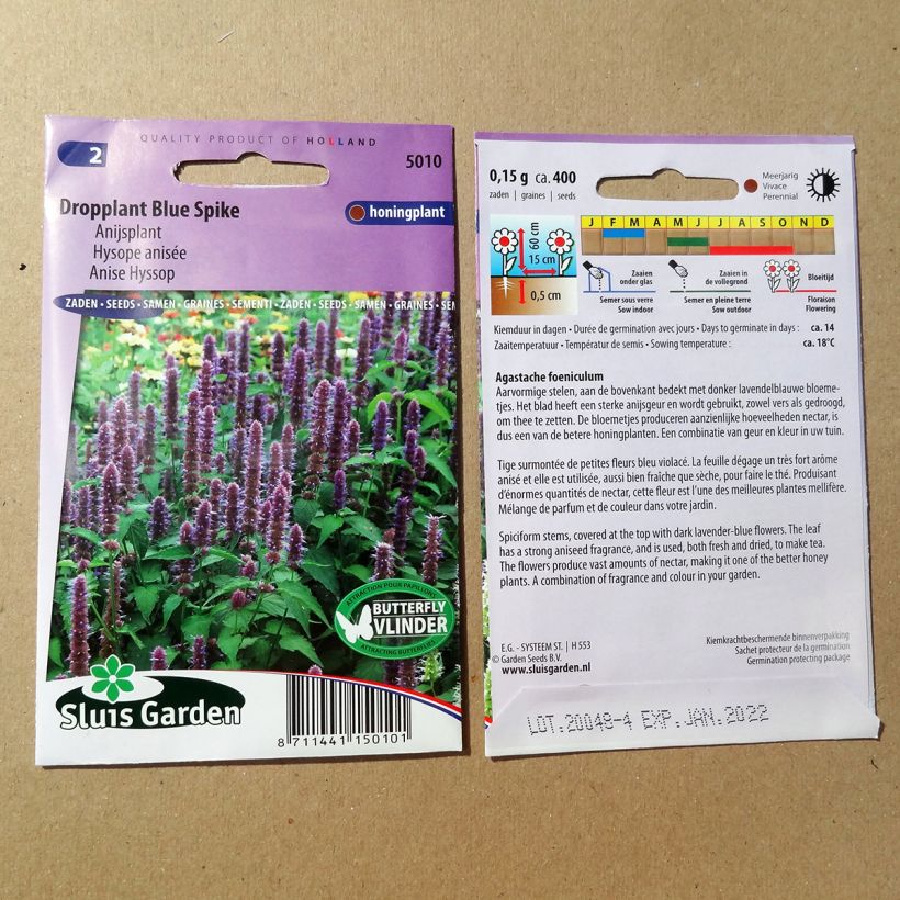 Esempio di esemplare Agastache foeniculum Blue Spike - Anice menta sacchetto di semi da 0.15 grammi come consegnato