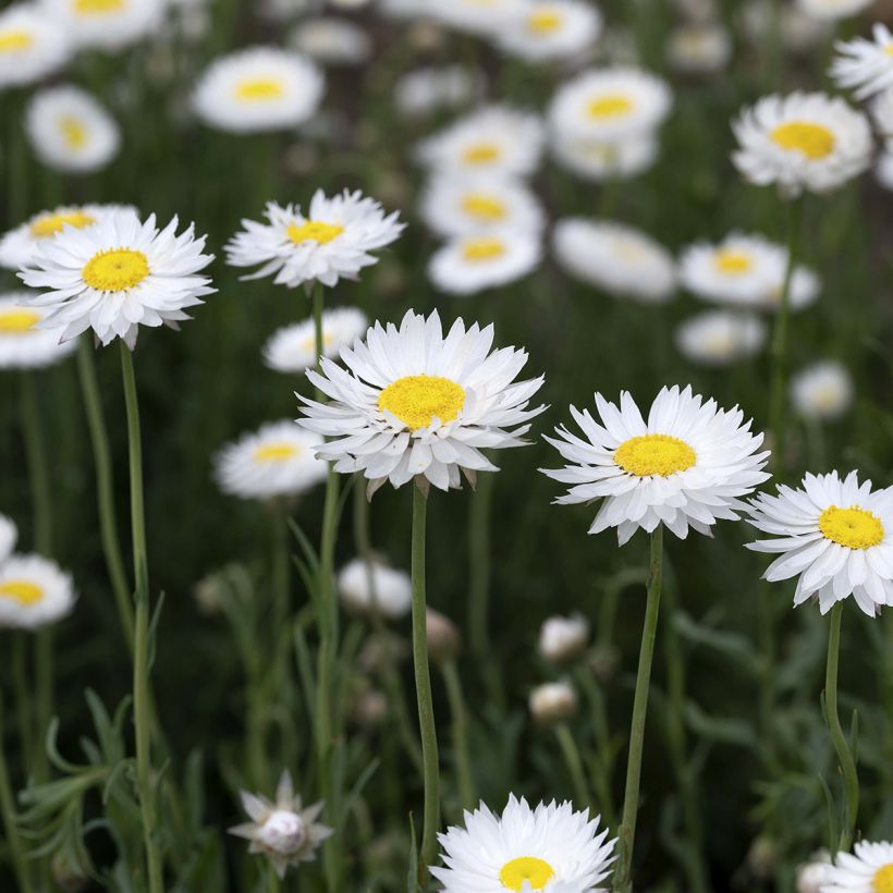 Acroclinium Bianco (semi) (Fioritura)