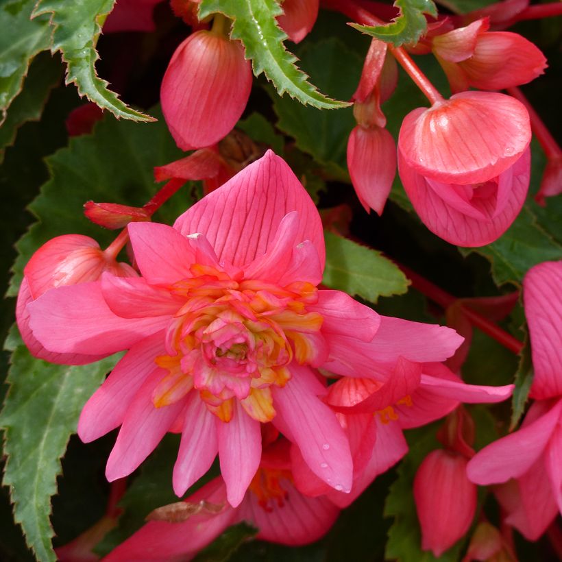 Begonia Funky Light Pink F1 (semi) (Fioritura)