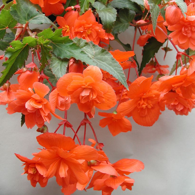 Begonia Chanson F1 Salmon (Semi rivestiti) (Fioritura)