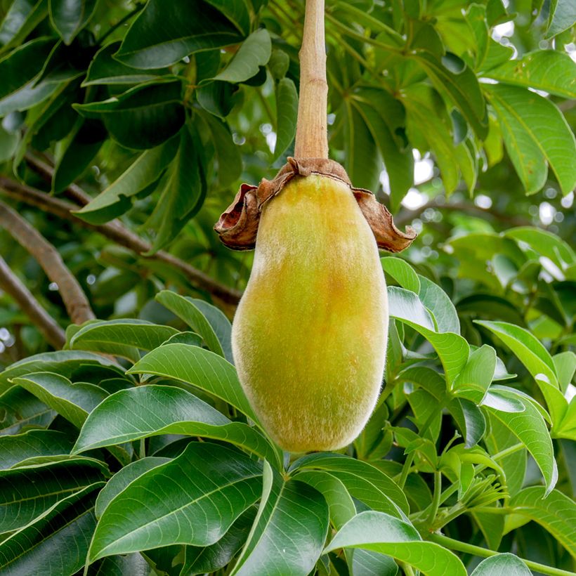 Baobab africano (semi) - Adansonia digitata (Raccolta)
