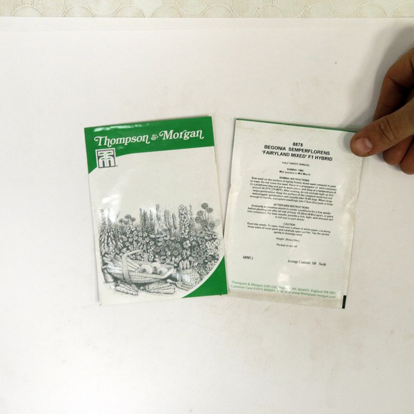 Esempio di esemplare Begonia Fairyland Mixed sacchetto di 100 semi circa come consegnato