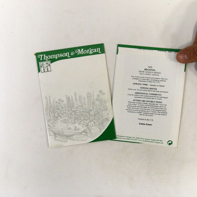 Esempio di esemplare Begonia Show Angels Mixed F1 sacchetto di 40 semi circa come consegnato