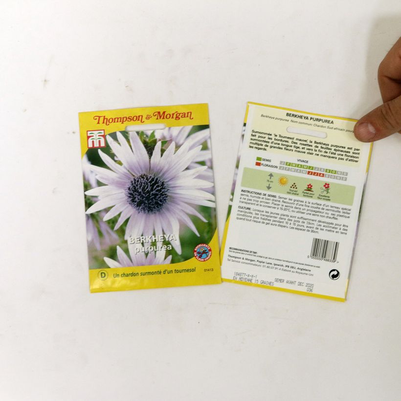 Esempio di esemplare Berkheya purpurea (semi) sacchetto di 15 semi circa come consegnato