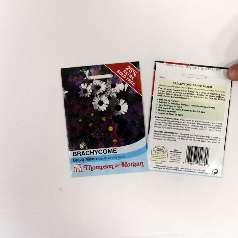 Esempio di esemplare Brachyscome iberidifolia Bravo - Brascicome sacchetto di 175 semi circa come consegnato