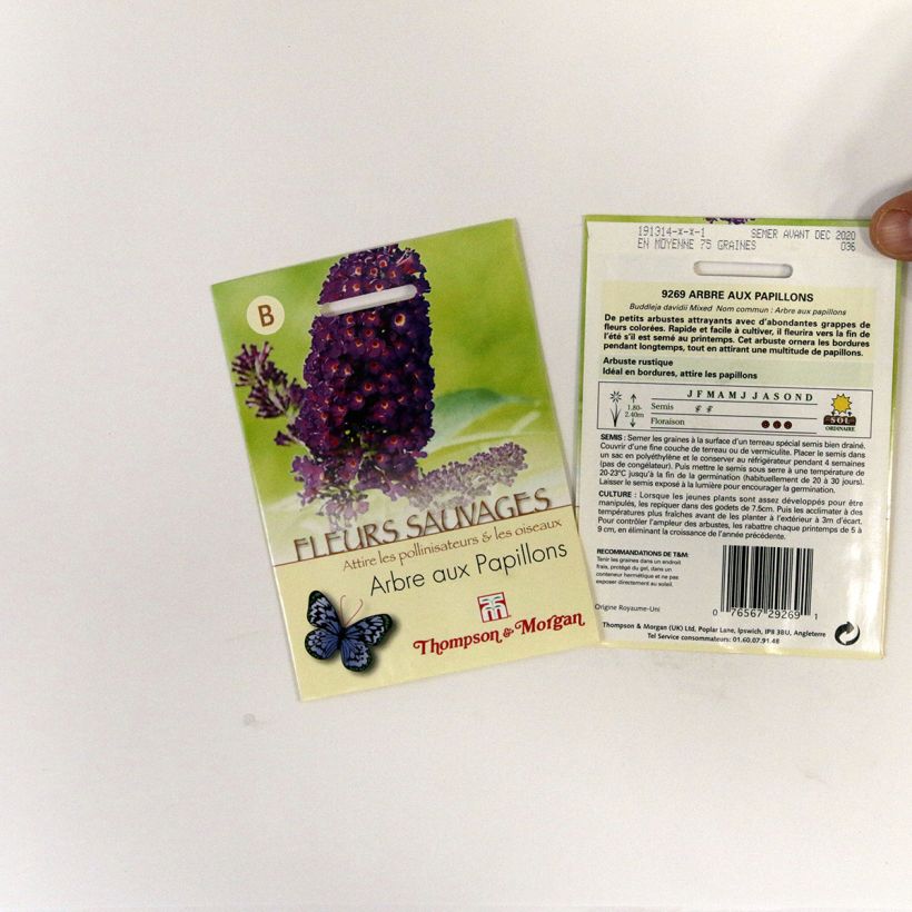 Esempio di esemplare Albero delle farfalle sacchetto di 75 semi circa come consegnato