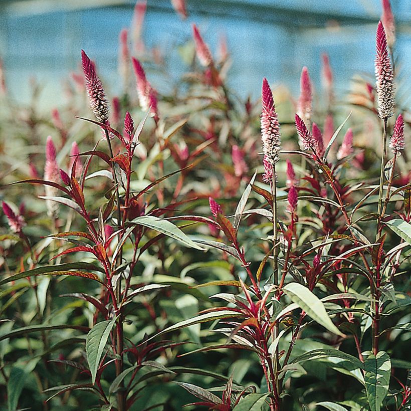 Celosia spicata Flamingo Purple (semi) - Amaranto piumoso (Fioritura)