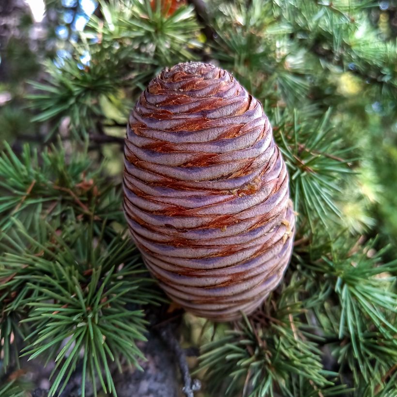 Cedrus atlantica (semi) - Cedro atlantico (Harvest)