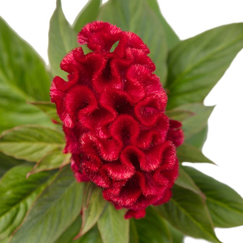 Celosia Cristata Red Jack (semi) - Cresta di gallo (Fioritura)