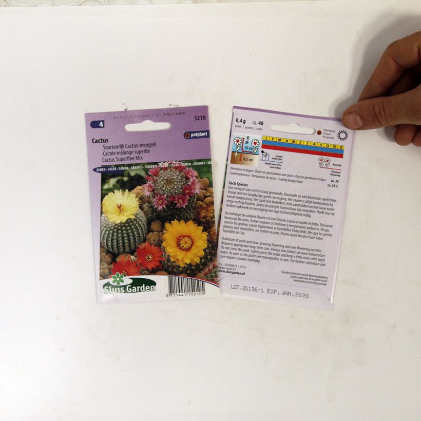 Esempio di esemplare Cactus subsp. sacchetto di 150 semi circa (0,1g) come consegnato