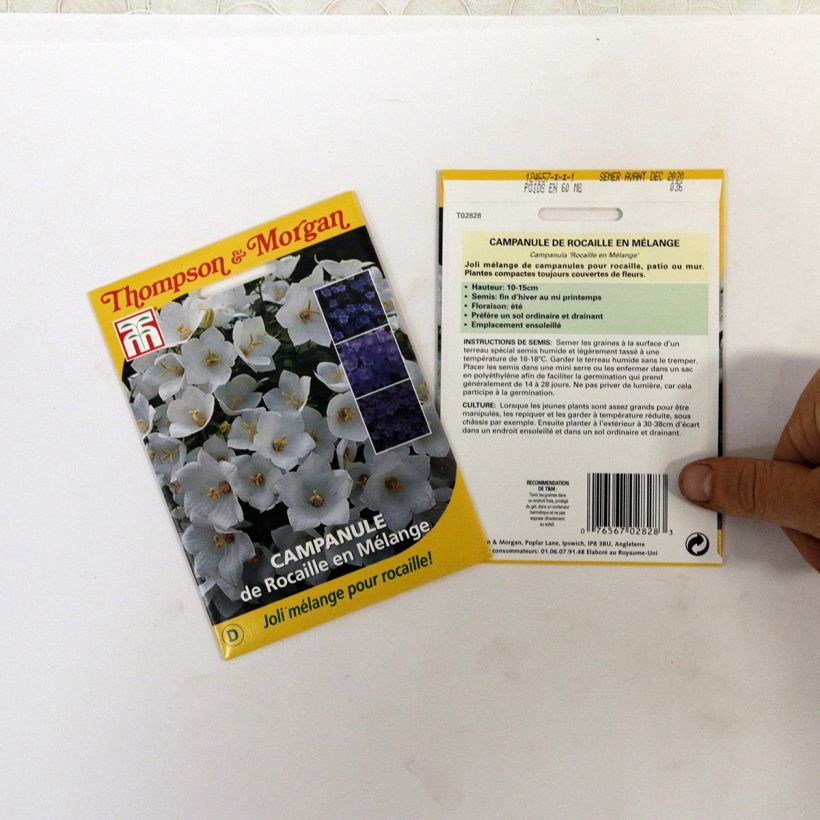 Esempio di esemplare Campanula sacchetto di 850 semi circa (0,1g) come consegnato