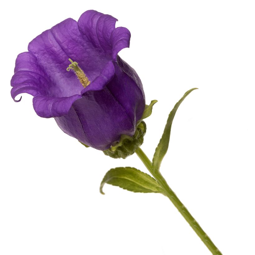 Graines de Campanule medium F1 Big Ben Deep Blue (graines enrobées) (Fioritura)