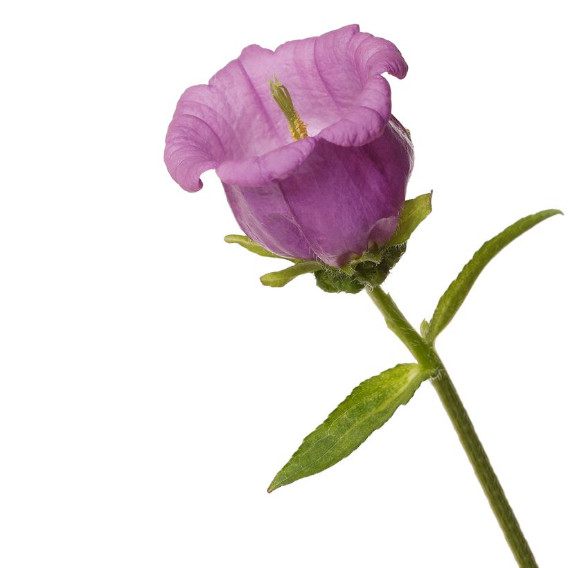 Graines de Campanule medium F1 Big Ben Lavender (graines enrobées) (Fioritura)