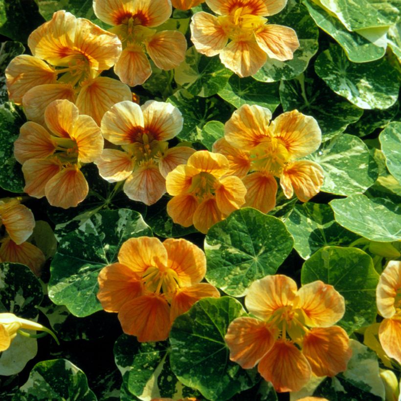 Tropaeolum Tip-Top Alaska Salmon (semi) - Nasturzio (Fioritura)